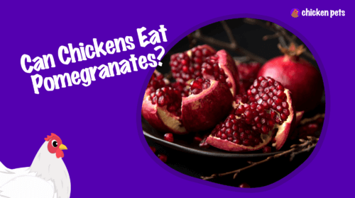 Can Chickens Eat Pomegranates?