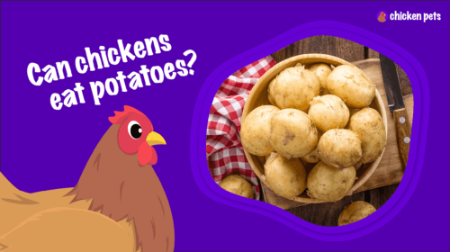 Can Chickens Eat Potatoes?