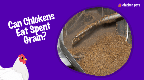 Can Chickens Eat Spent Grain?