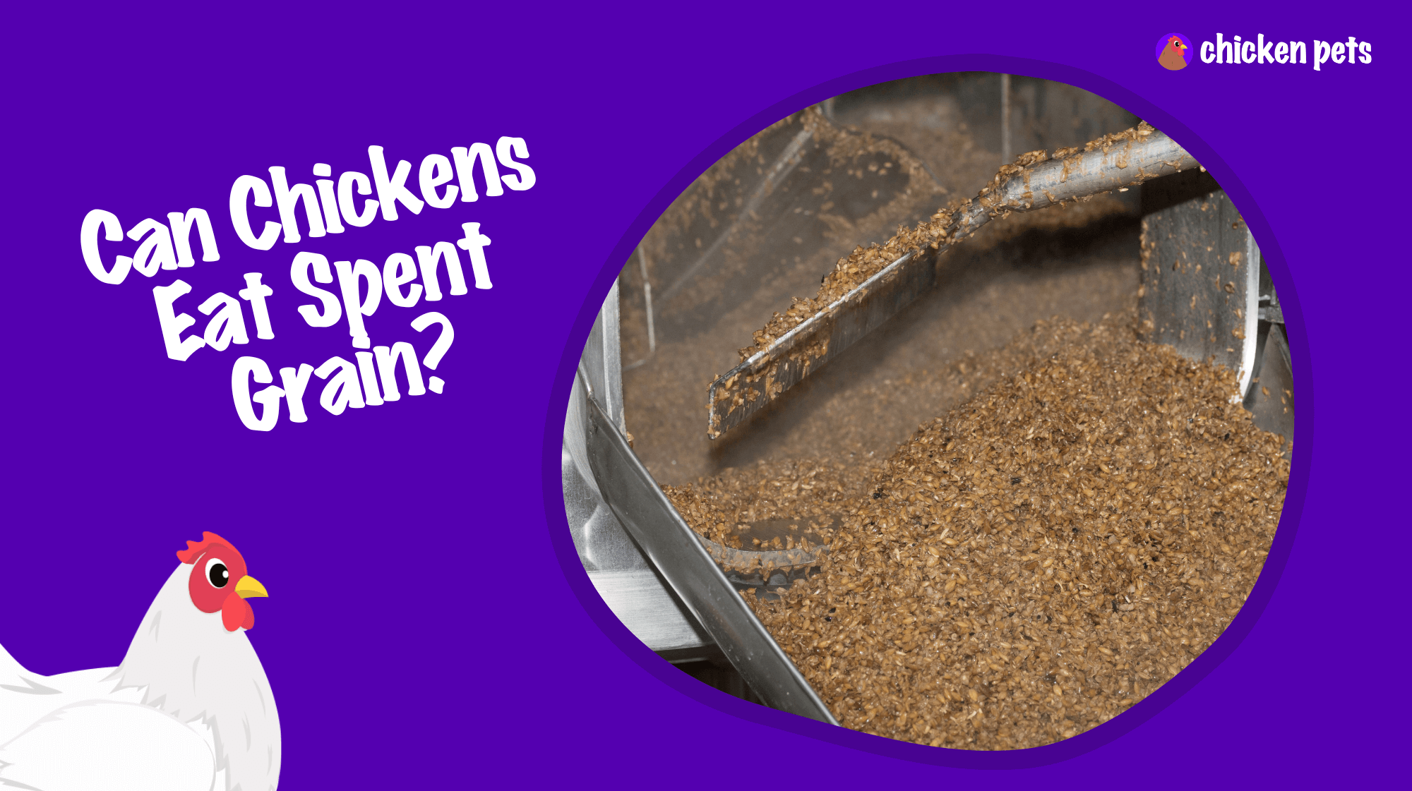 Can Chickens Eat Spent Grain