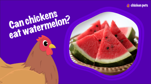 Can Chickens Eat Watermelon?