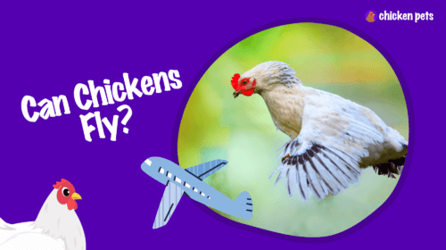 Can Chickens Fly? How High Can Chickens Fly?