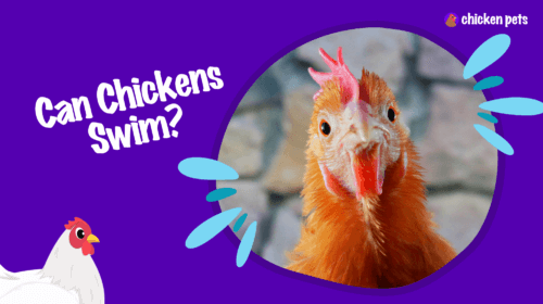 Can Chickens Swim? The Ultimate Guide