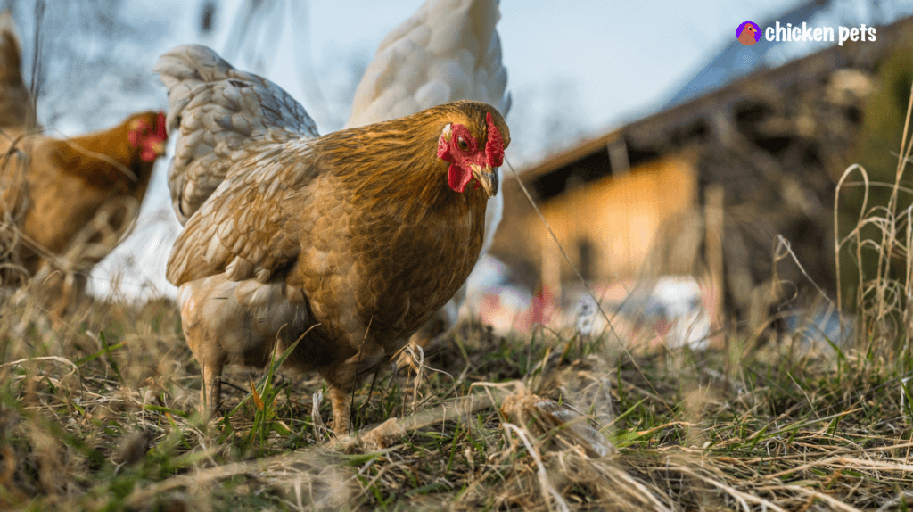 Chicken main image 0