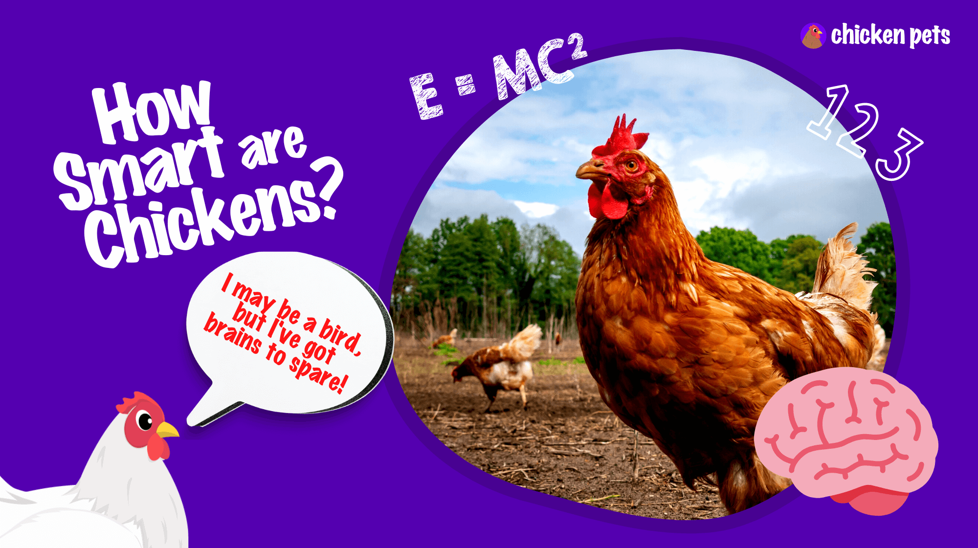 Chicken Brain. How Smart Are Chickens?