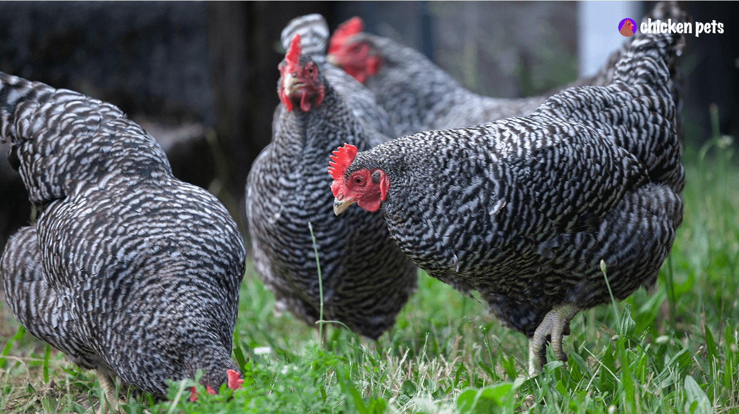 Plymouth Rock chicken hens