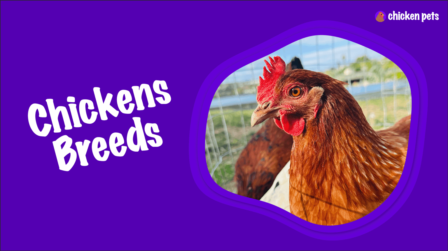 Chicken Breeds. Learn About all the Breeds of Chickens Chicken Pets