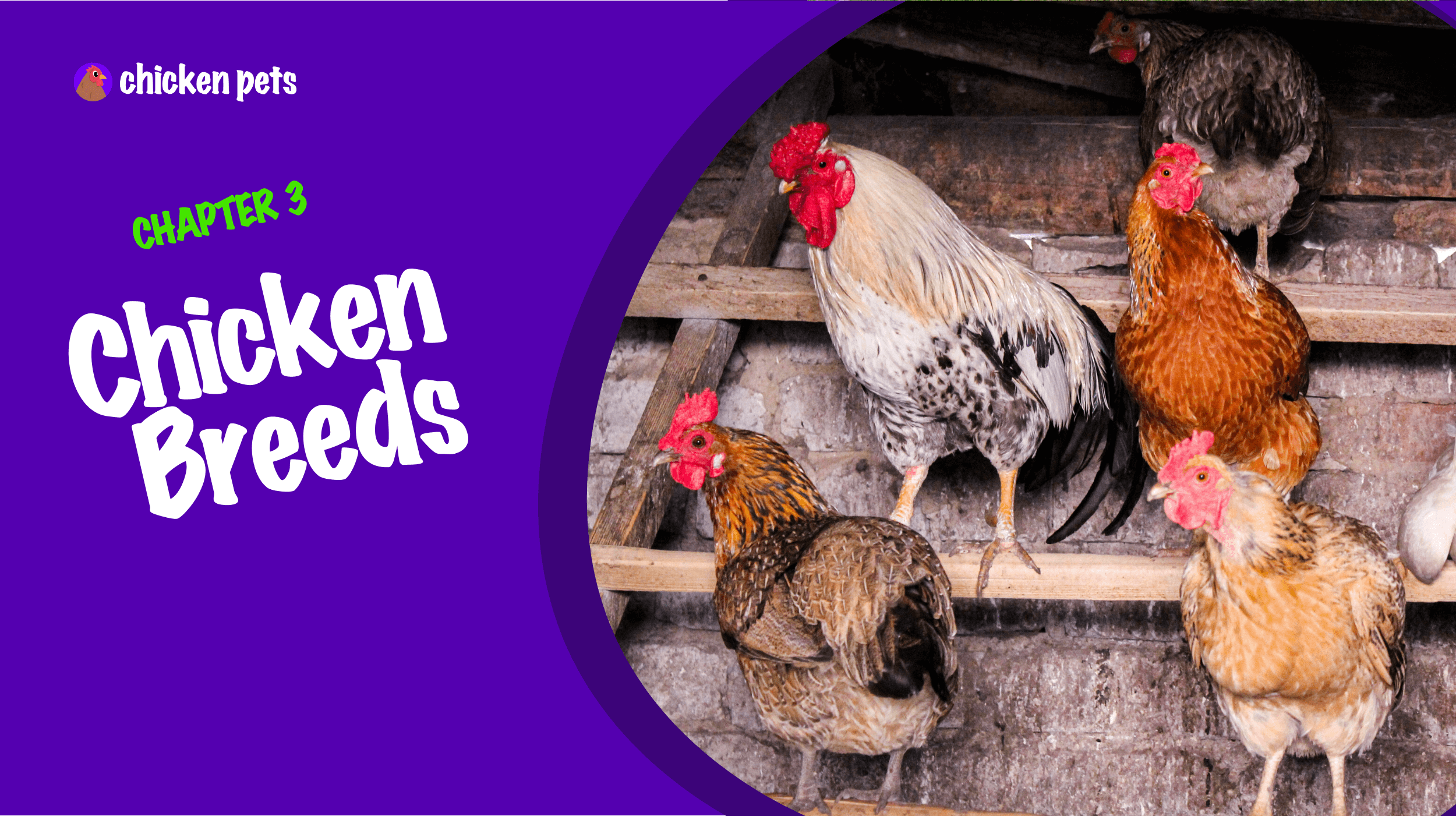 Chicken Breeds for Beginners. Where to Start