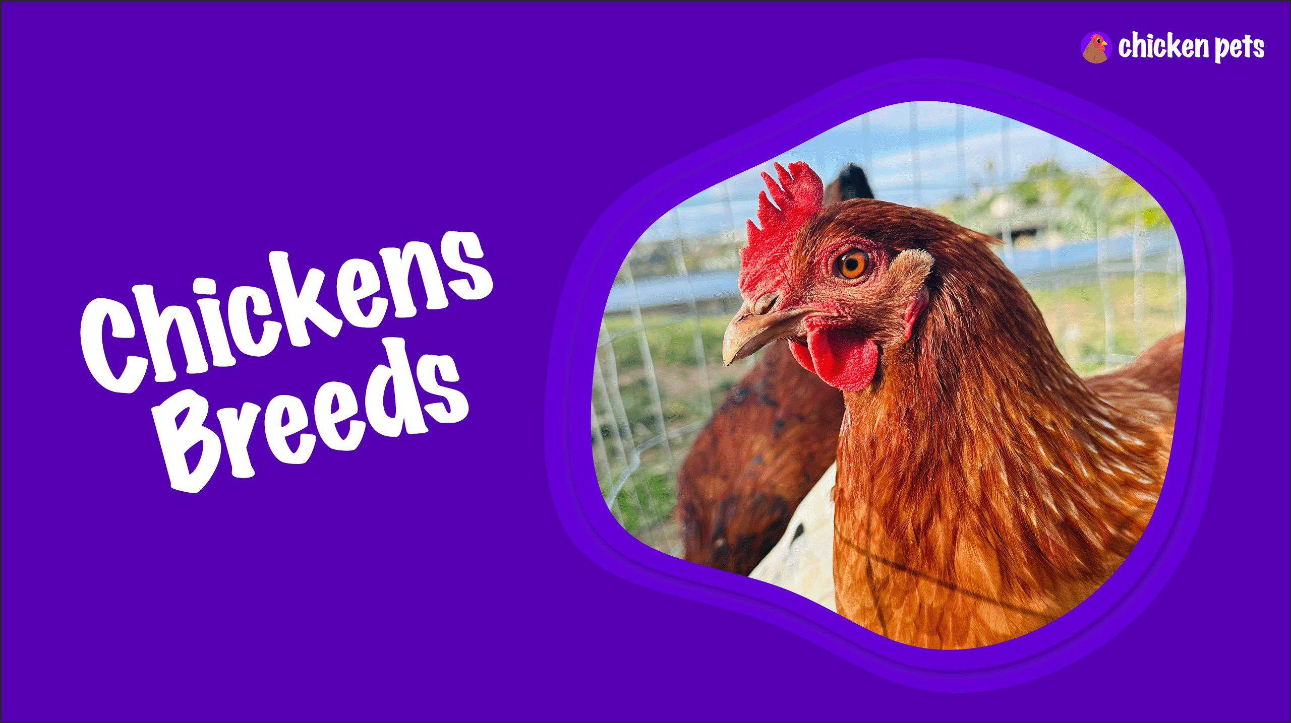 Chicken Breeds Learn About All The Breeds Of Chickens Chicken Pets