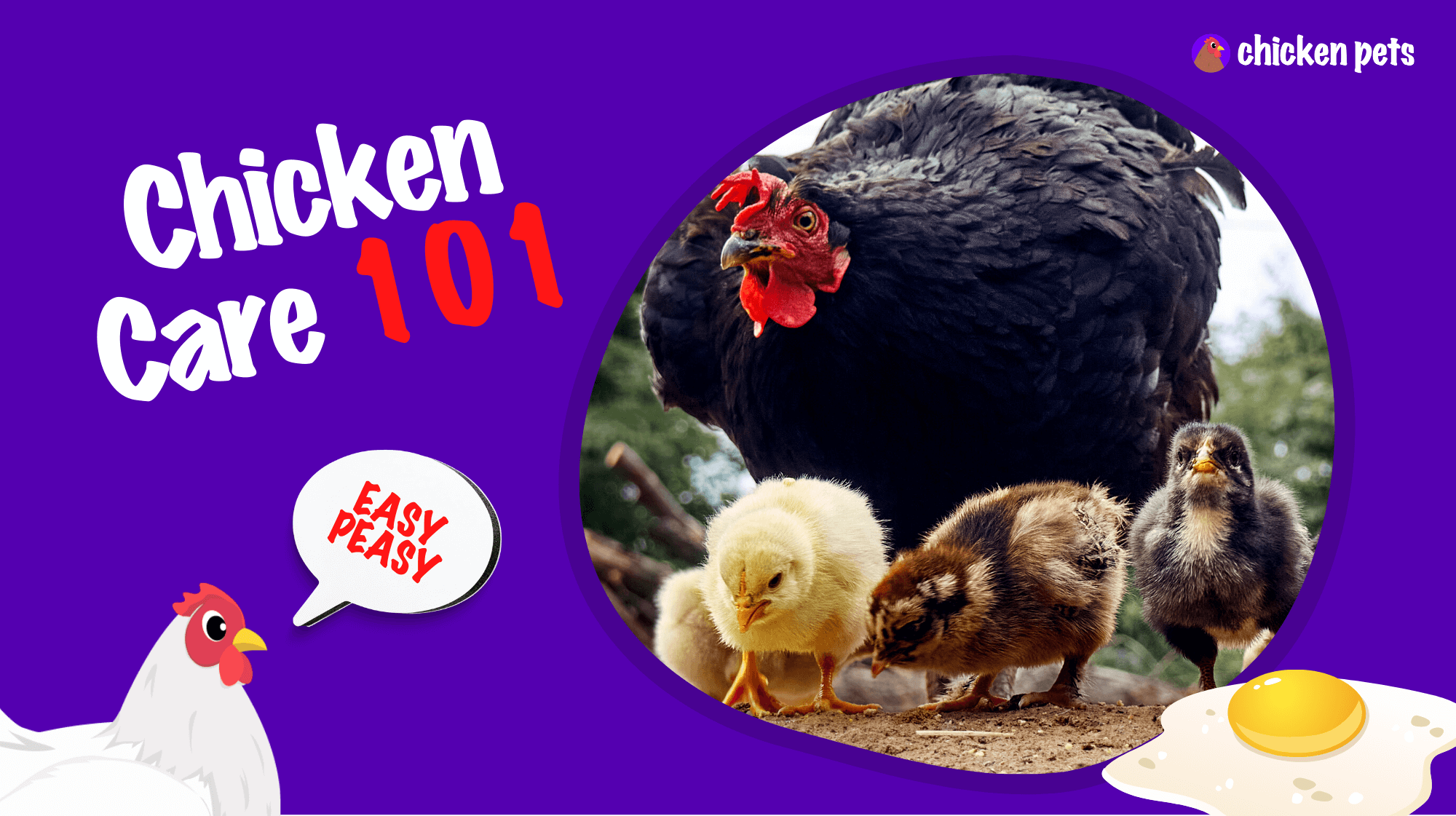 chicken care 101