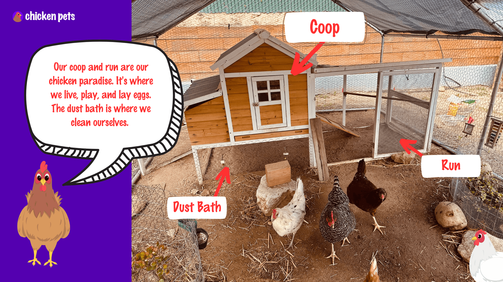 chicken coop run and dust bath
