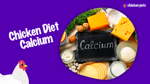 Supplementing Your Chickens’ Diet with Calcium