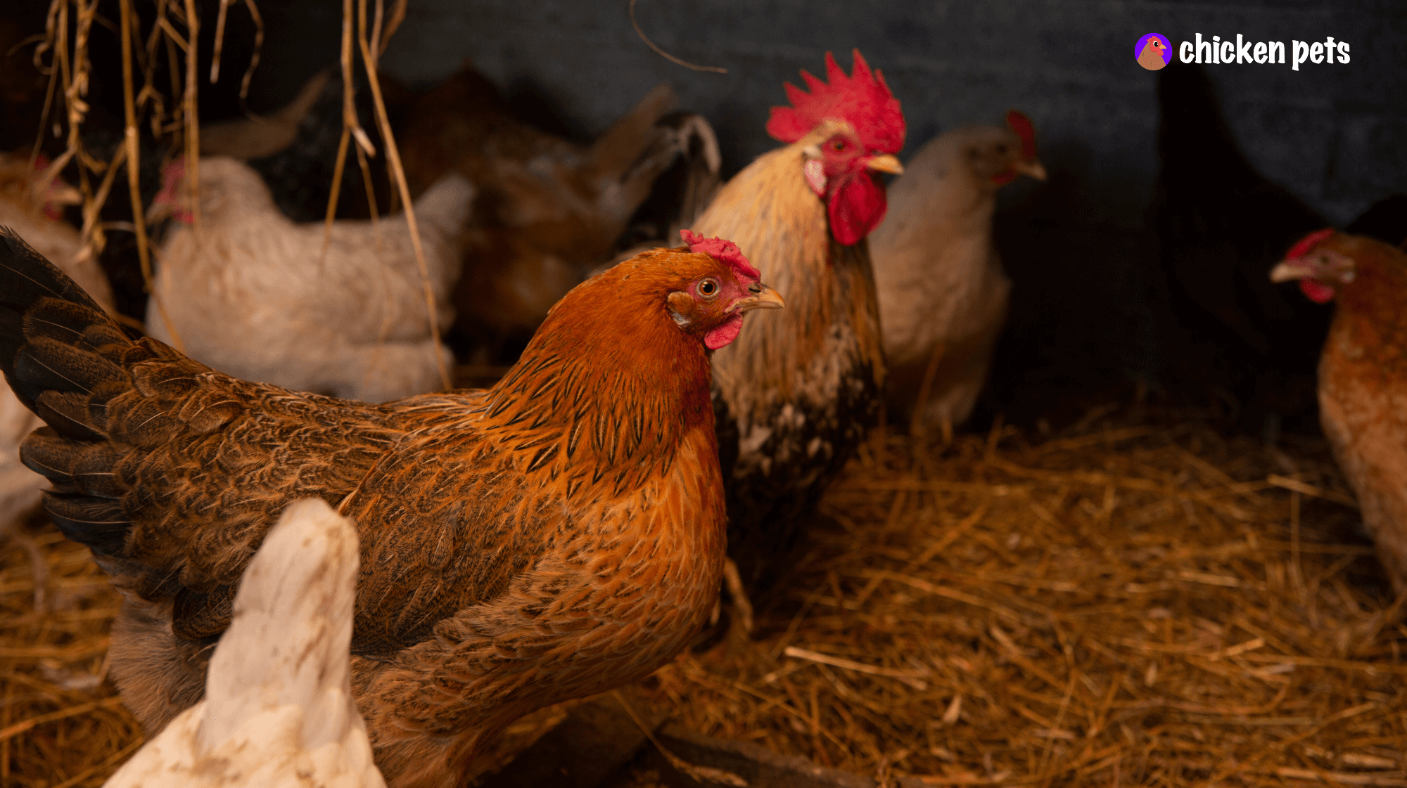chicken disease prevention