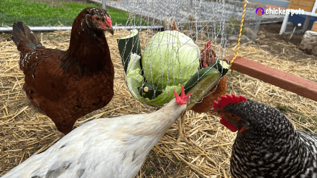 Feeding and Watering Chickens Ultimate Guide Chicken Pets