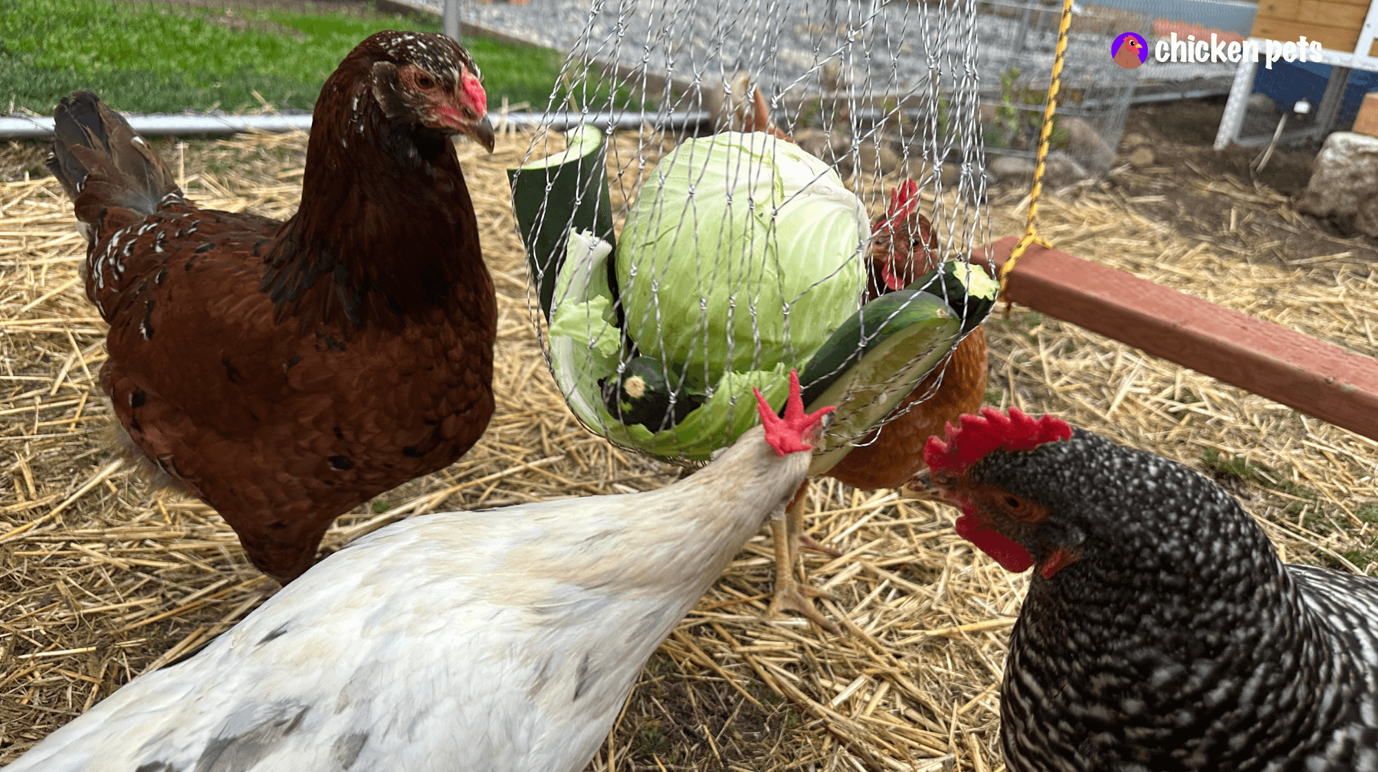 chickens eating vegetables