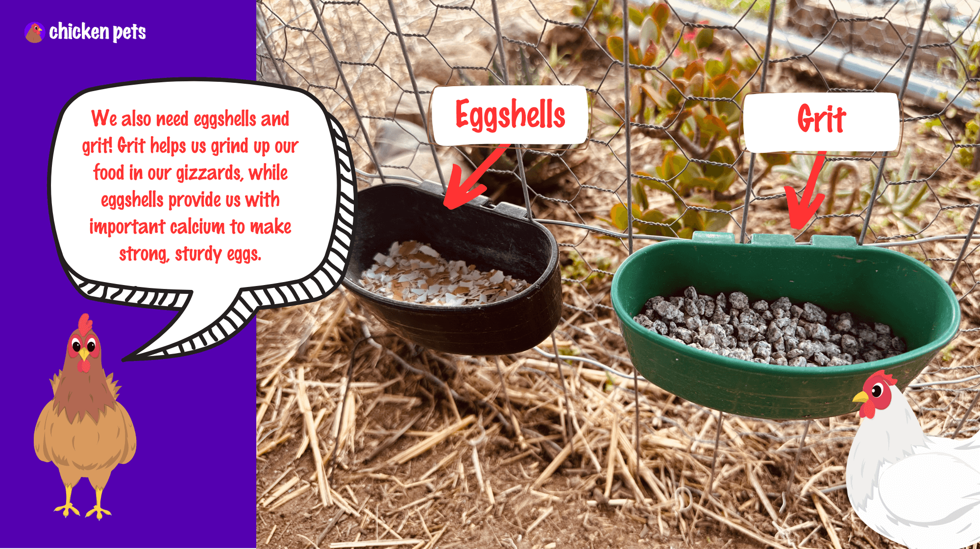chicken eggshells and grit