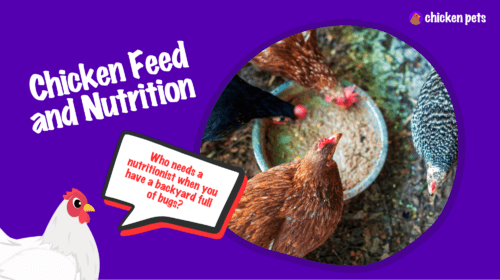Chicken Feed and Nutrition for Backyard Chickens