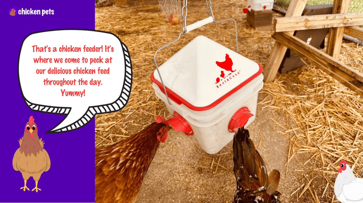 What Should Be Inside a Chicken Coop? Chicken Pets