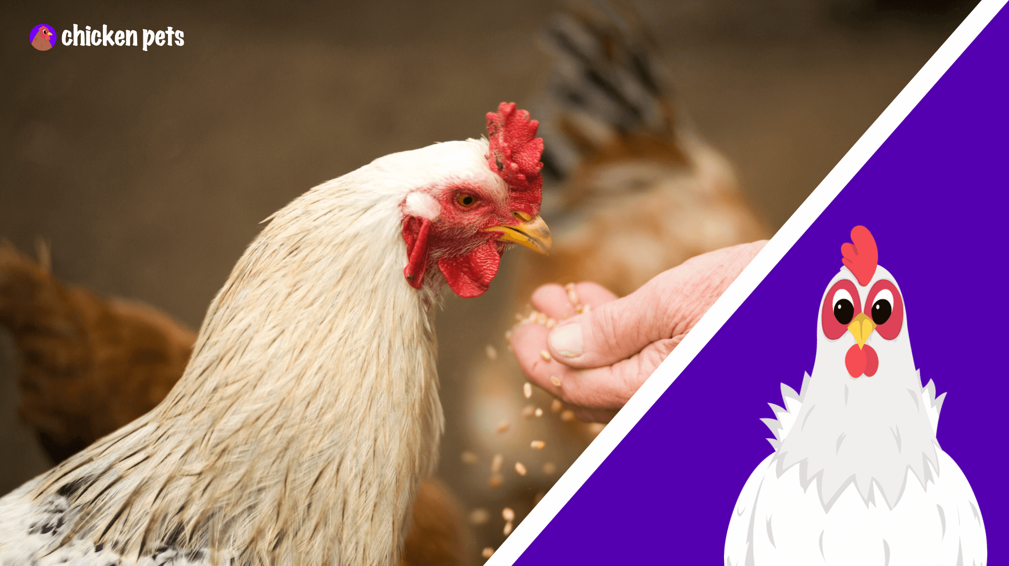 chicken feeding nutrition