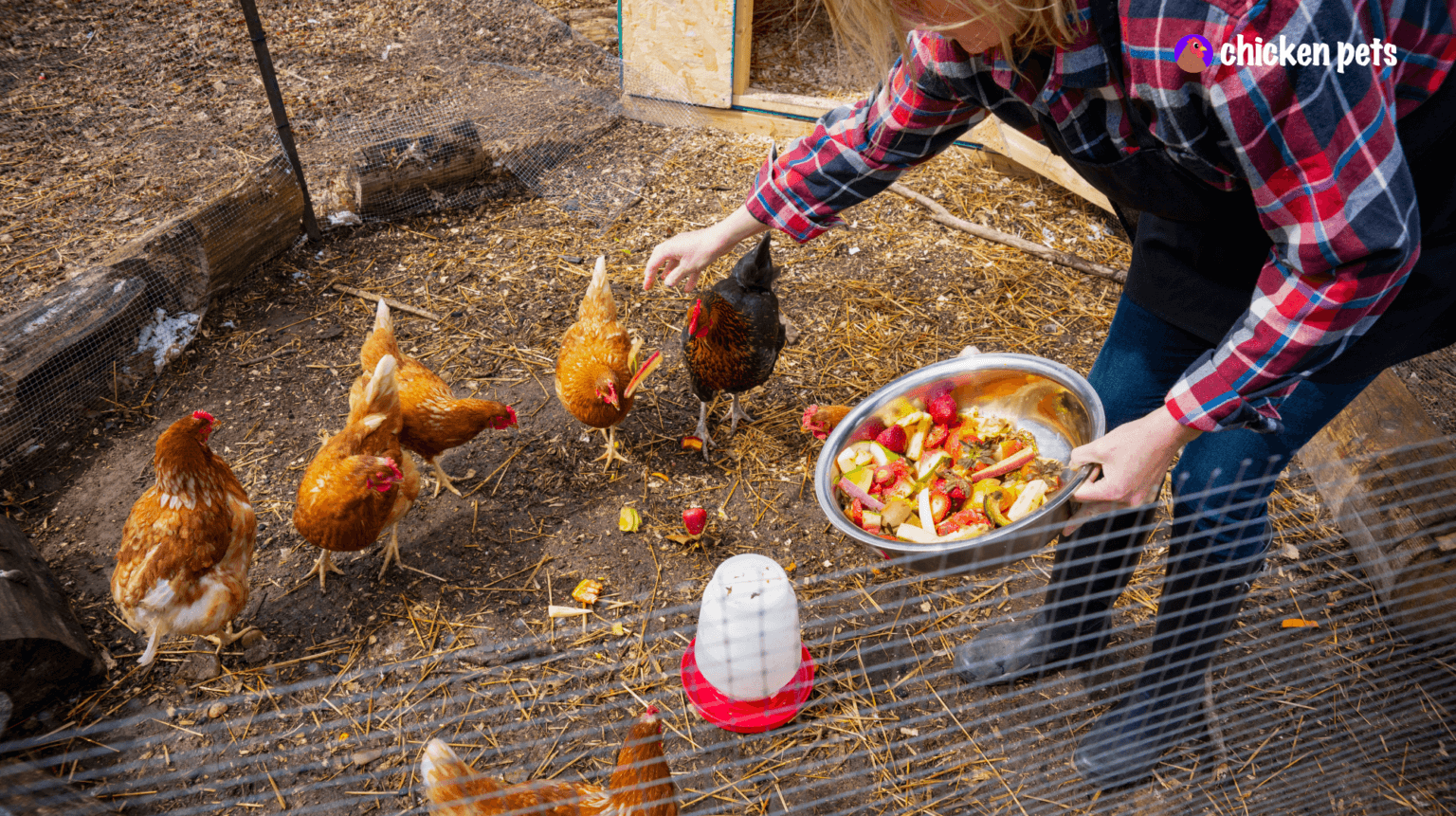 Photo inspiration: Picture Idea: Feeding And Watering Chickens Ultimate Guide