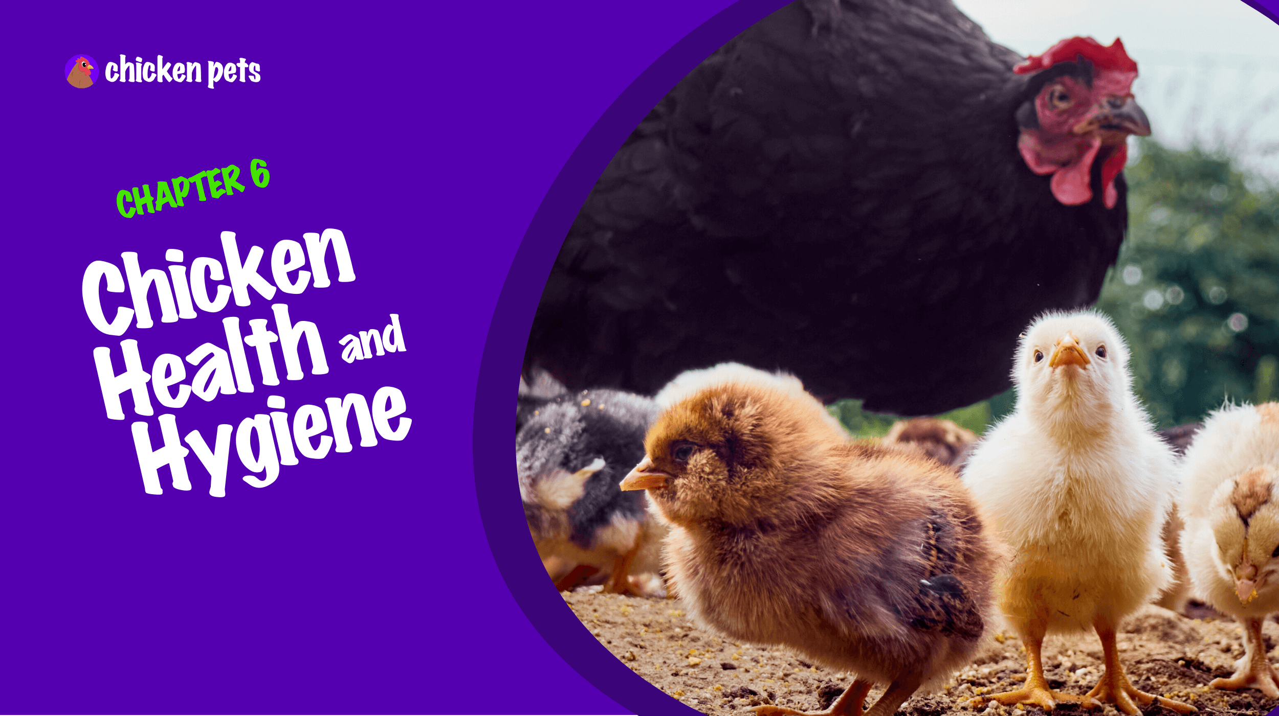 Chicken Health and Hygiene: The Master Guide
