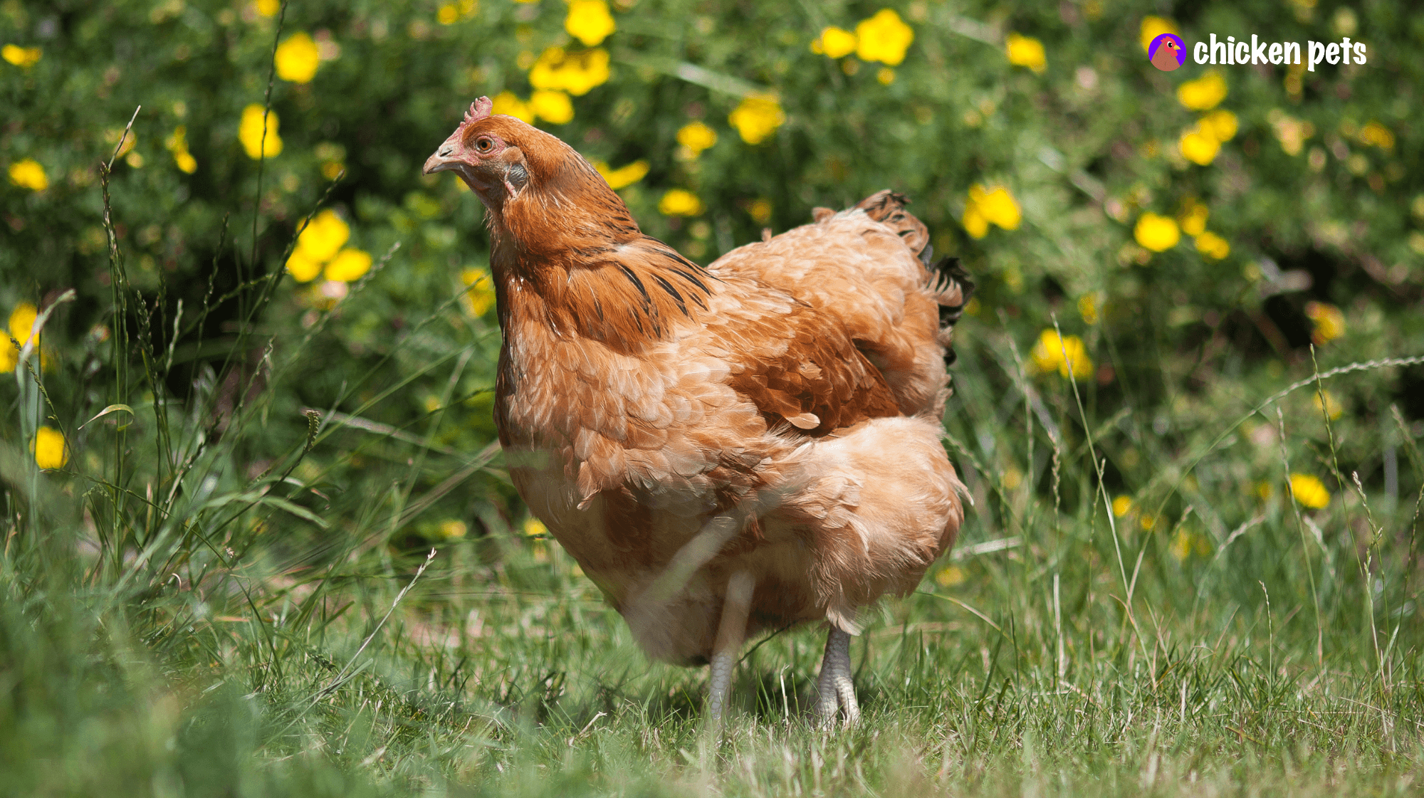 chicken isolate health