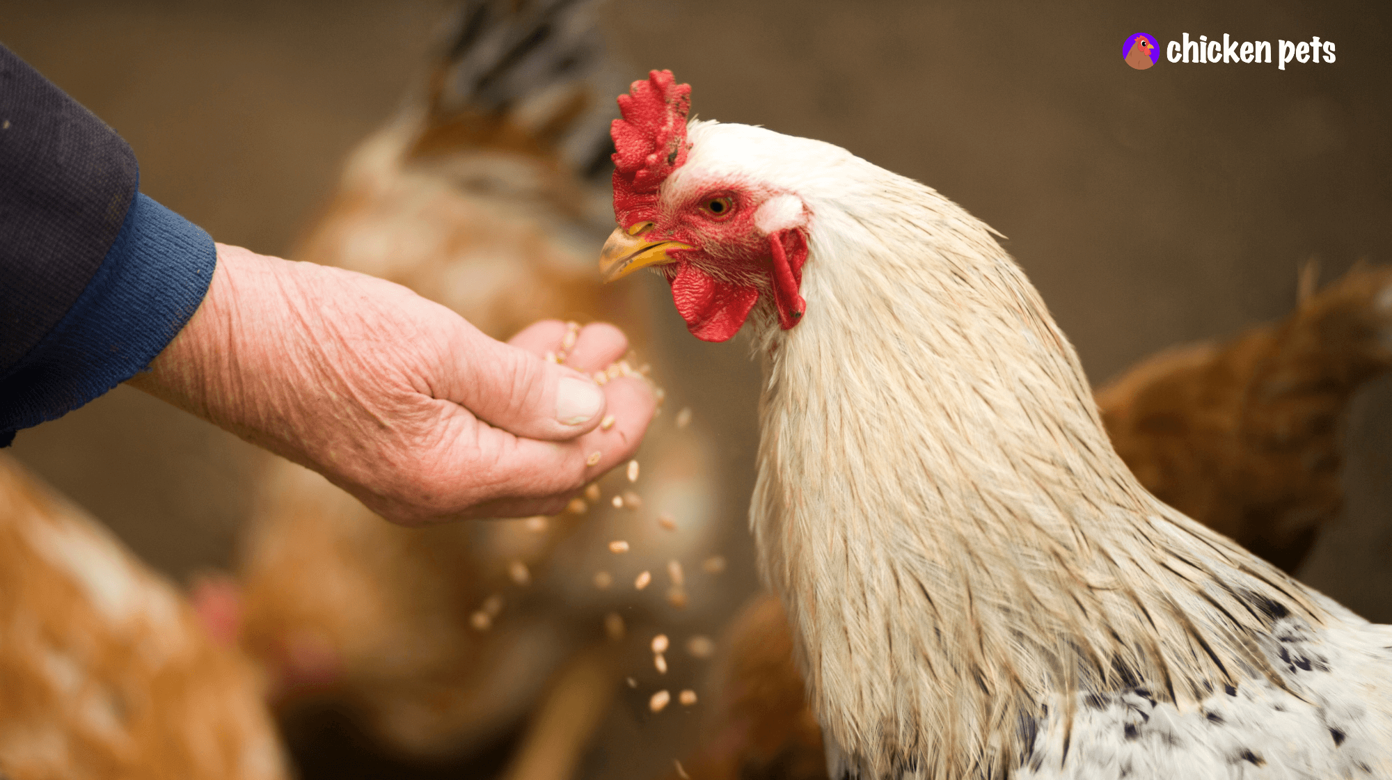 chicken human health