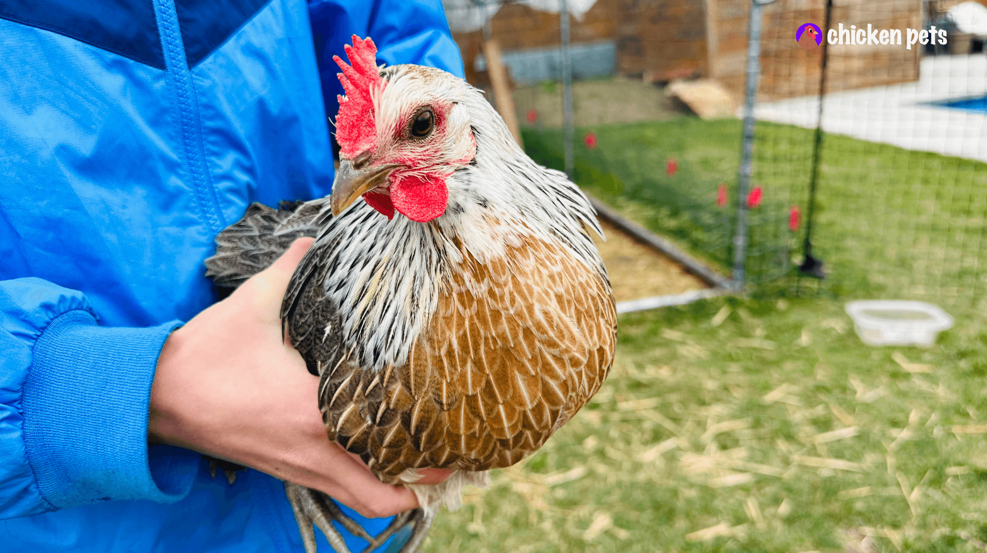 chicken egg laying process
