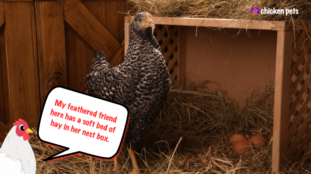 Chicken Nesting Materials. Best Options for Chickens Chicken Pets