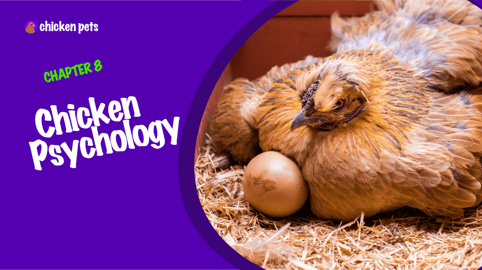 Backyard Chickens: The Beginner's Guide - Chicken Pets