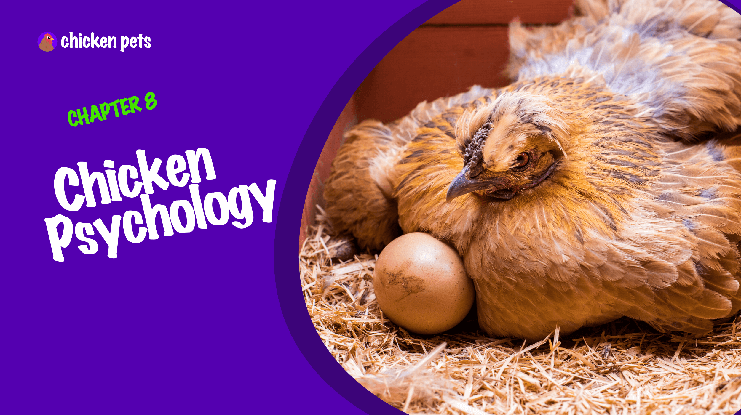 Chicken Psychology and Behaviors