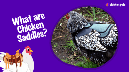 Chicken Saddles. The Ultimate Guide