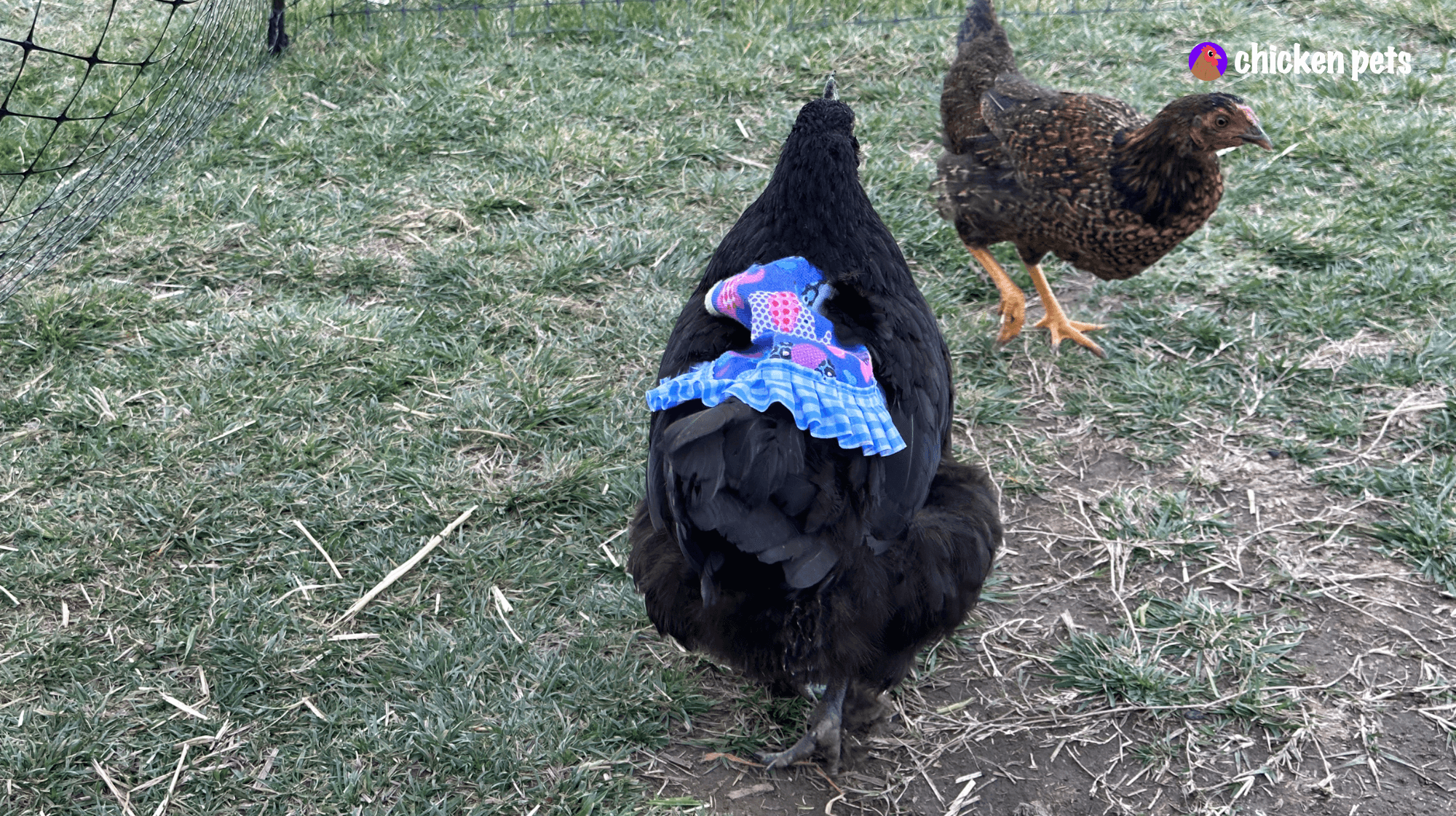 chicken saddle cloth
