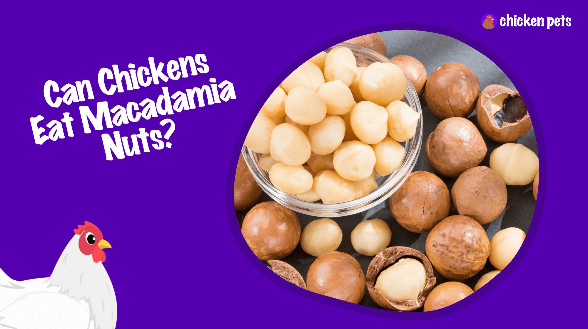can chickens eat macadamia nuts