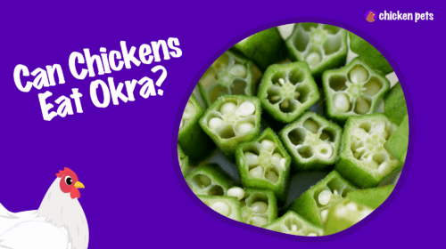 Can Chickens Eat Okra?