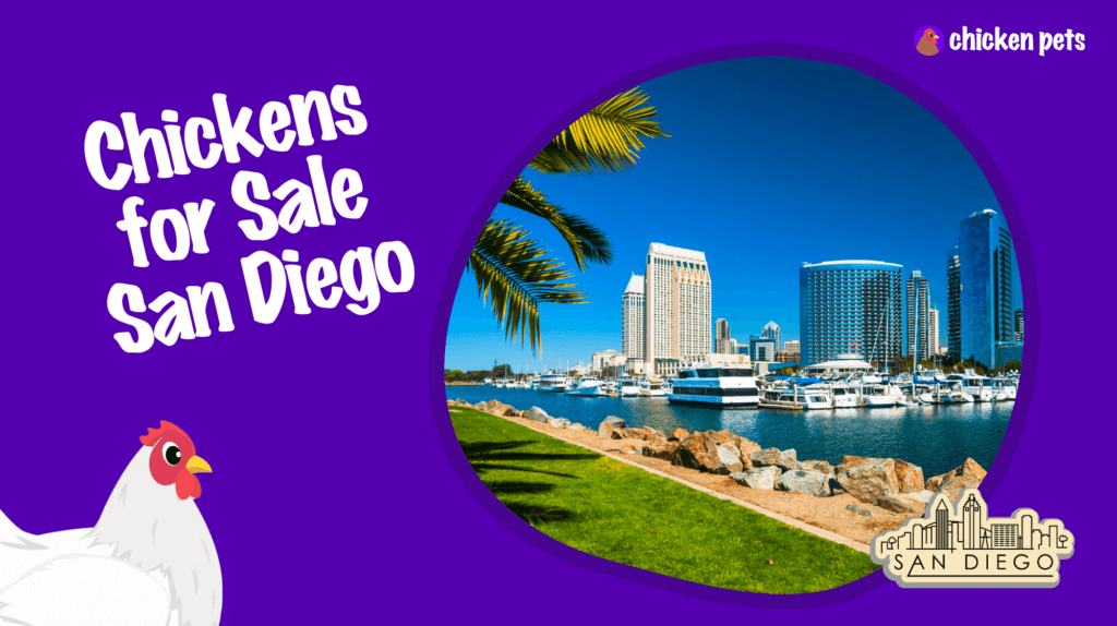 Layer Chicken Breeds Chicken Pets