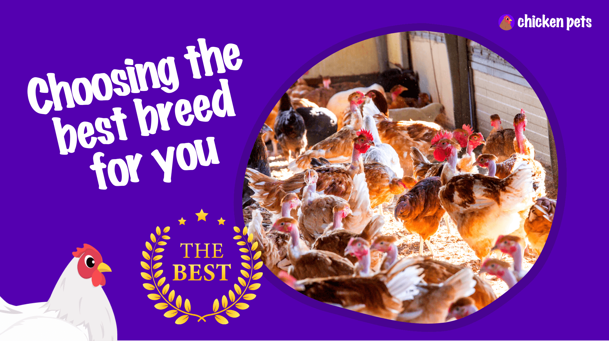 choose best chicken breed