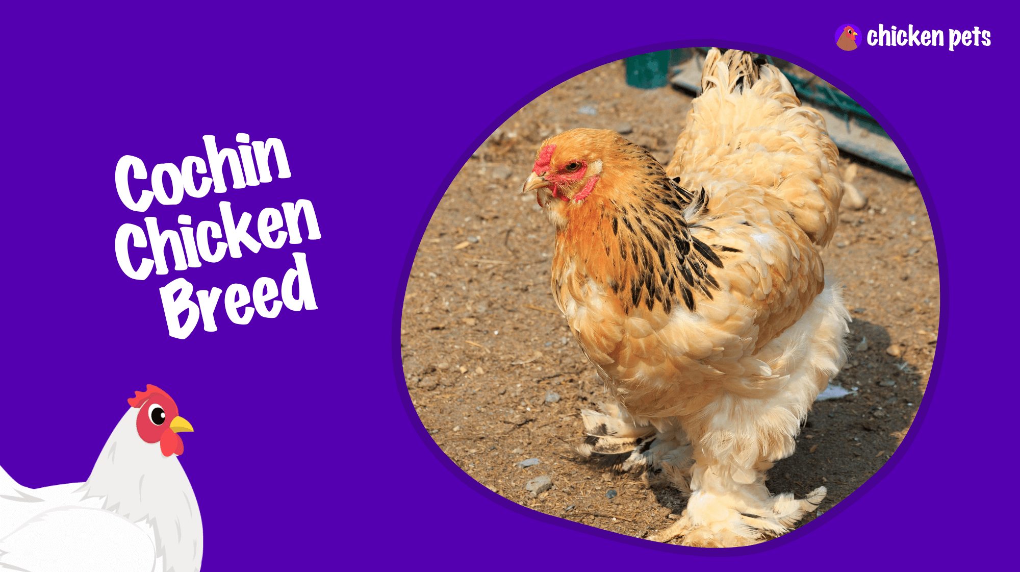 cochin chicken breed