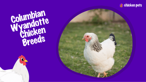 Columbian Wyandotte Chicken Breed. What is it?