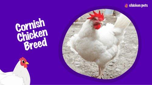 Cornish Chicken Breed. What is it?