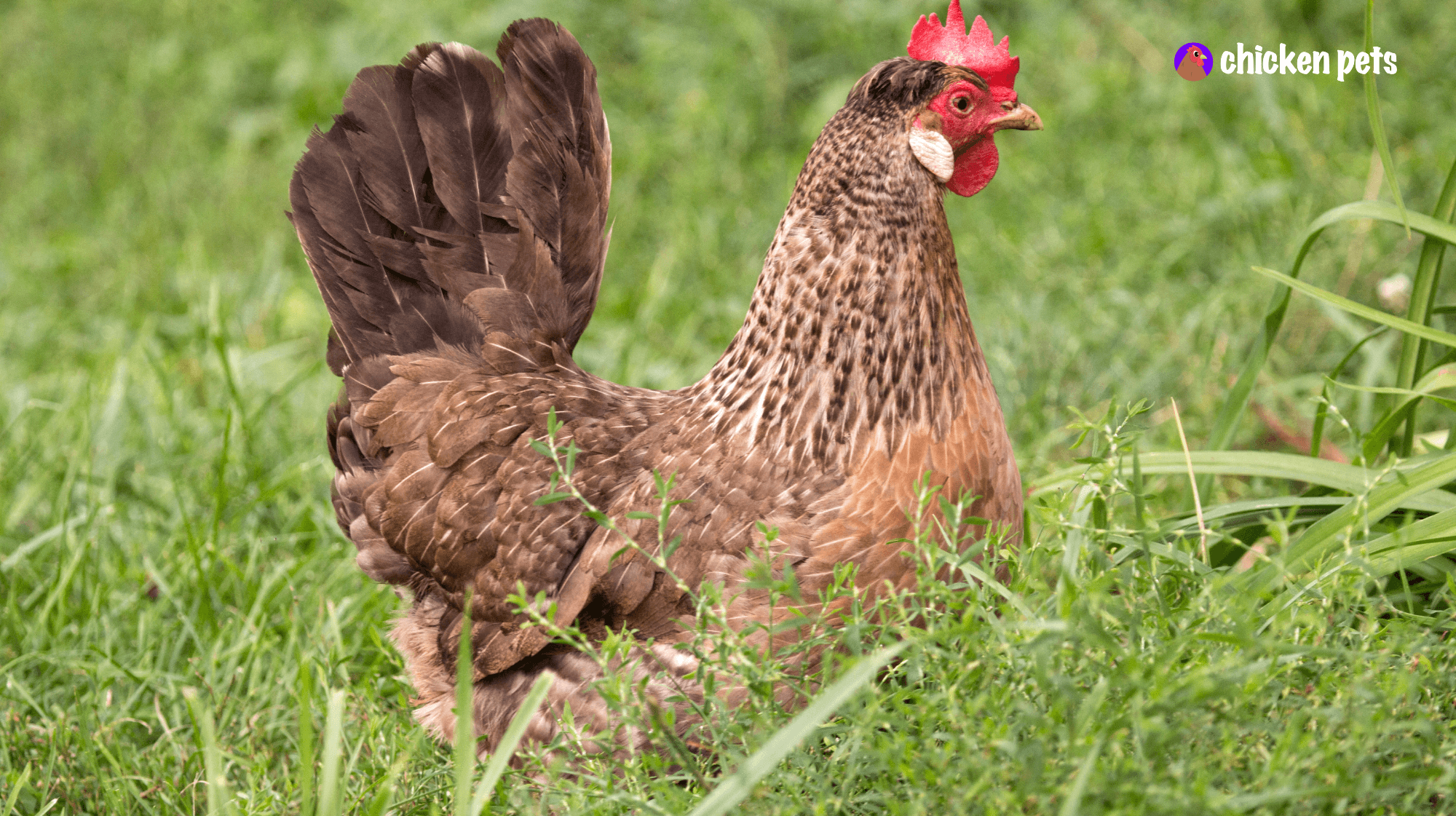 Chicken Breeds for Beginners. Where to Start Chicken Pets