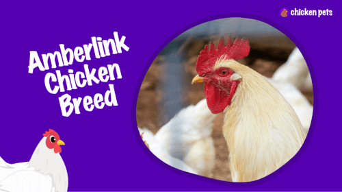 Dekalb Amberlink Chicken. What is it?