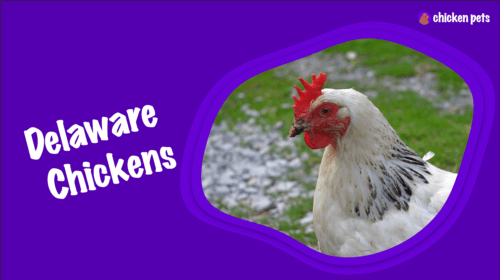 Delaware Chicken Breed. What is it?