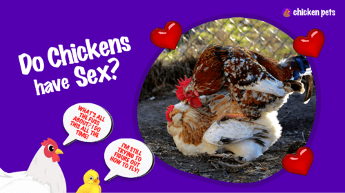 Do Chickens Have Sex? Let’s Go Deep!