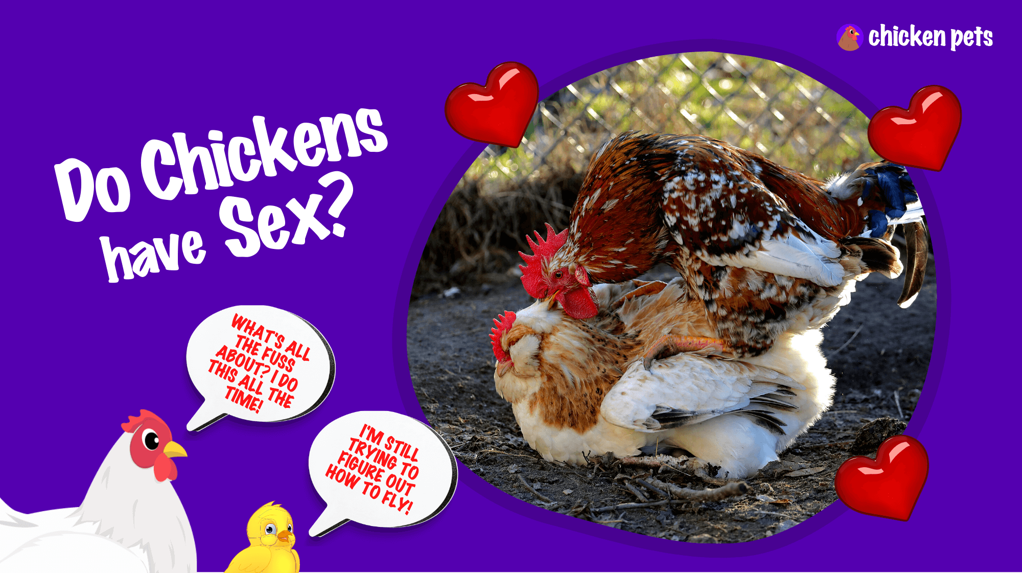 do chickens have sex