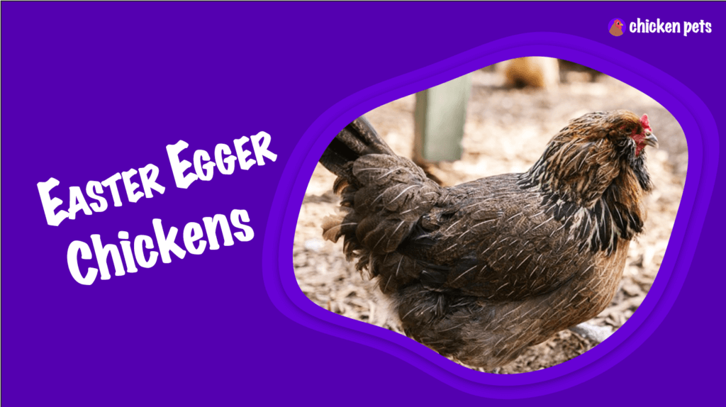 Easter Egger Chicken Breed. What is it? - Chicken Pets