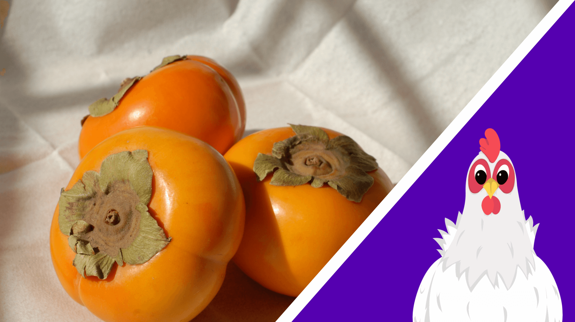 eating persimmons chickens