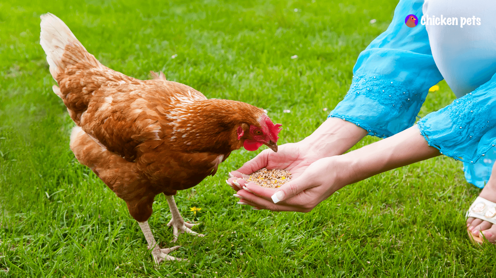 feeding backyard chickens