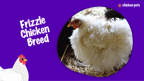 Frizzle Chicken Breed. What is it?