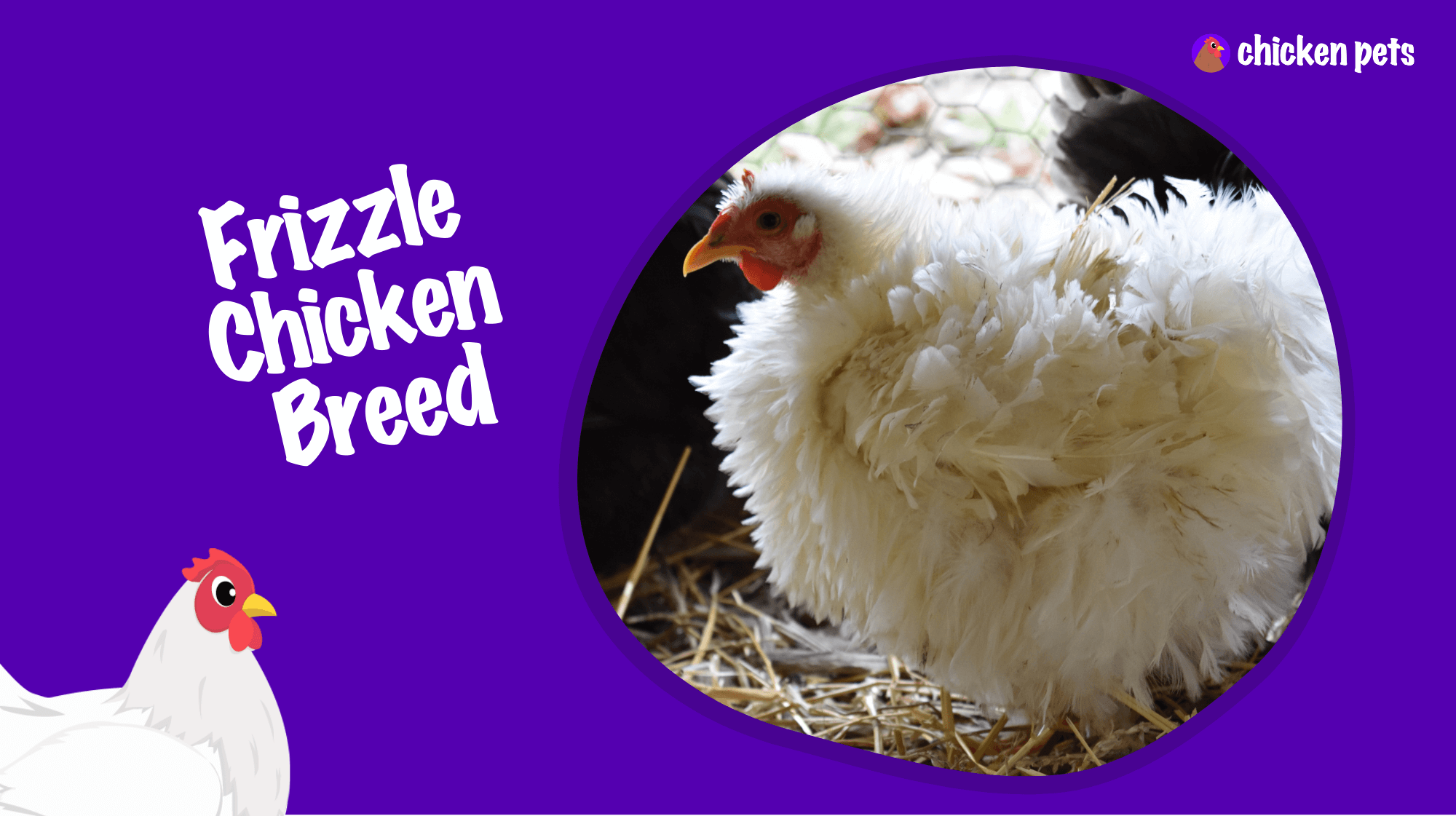 frizzle chicken breed